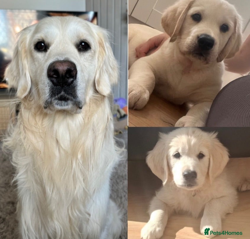Golden Retriever dogs Proven cream KC golden retriever - Advert 21
