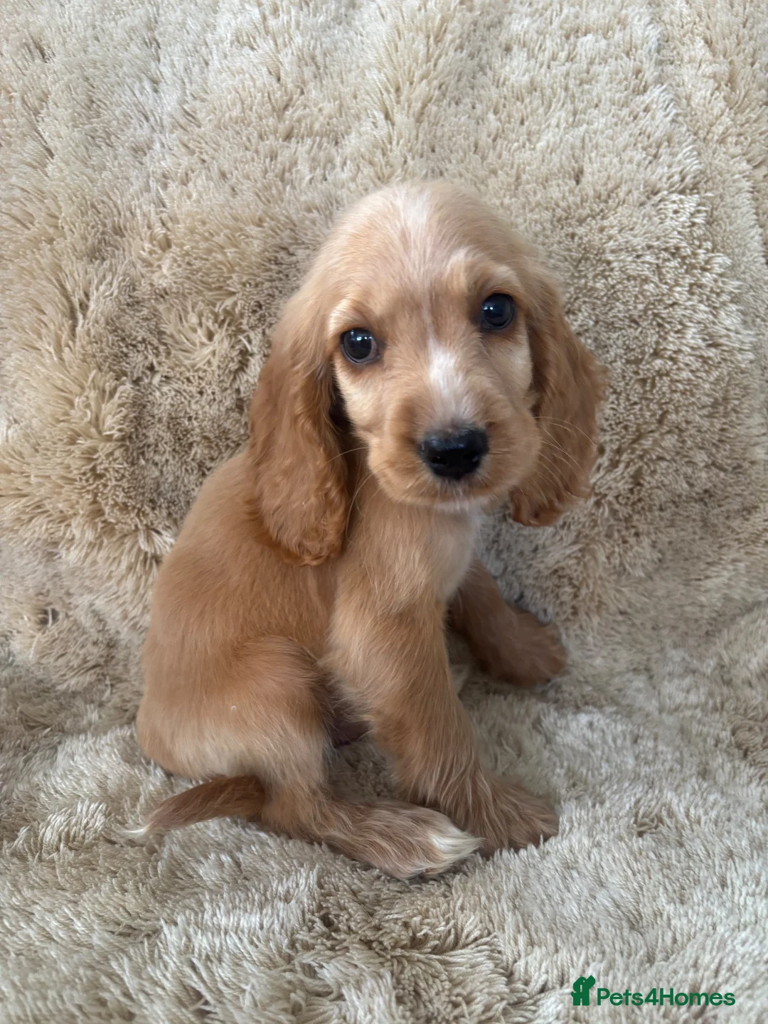Cocker Spaniel dogs for sale: Beautiful show type cocker spaniels READY NOW - Advert 1