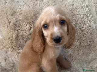 Cocker Spaniel dogs Beautiful show type cocker spaniels READY NOW - Advert 2