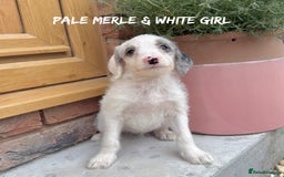 Mixed Breed dogs for sale: 🤎 BABY POOGLES (beagleXminiature poodle)🤎 in Rhayader - Image 22