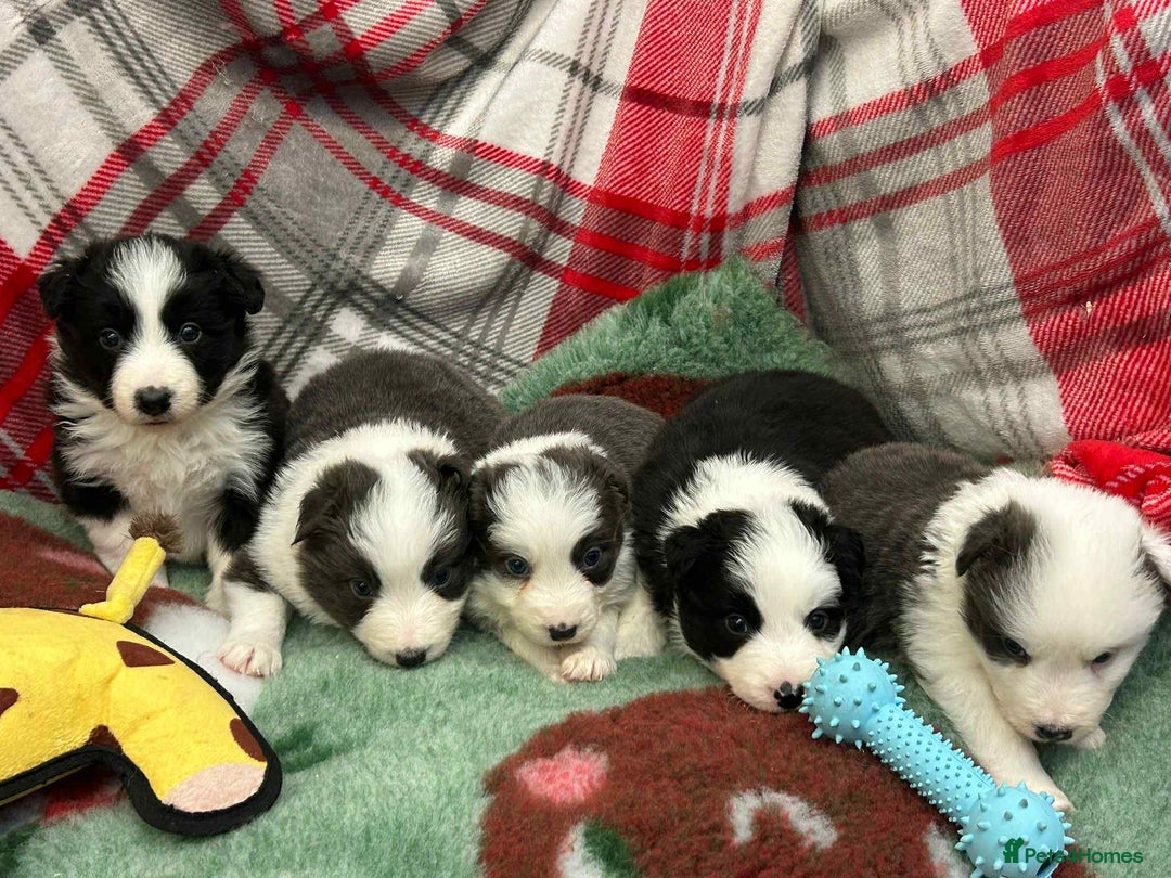 Border Collie dogs for sale: WINNING CRUFTS COMPETITORS. KC REG, HEALTH TESTED - Image 3