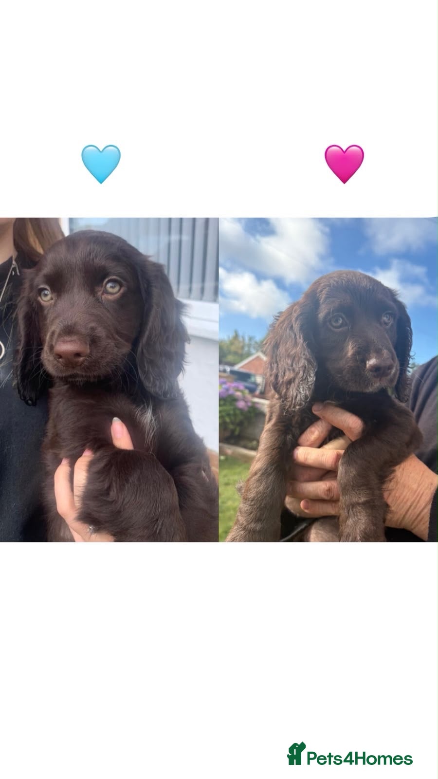 Cocker Spaniel dogs Ready now Kc registered cocker spaniels - Advert 12