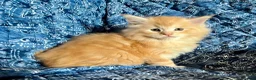 Maine Coon cats for sale: 2 Adorable Maine Coon Kittens TICA reg.  - Advert 18