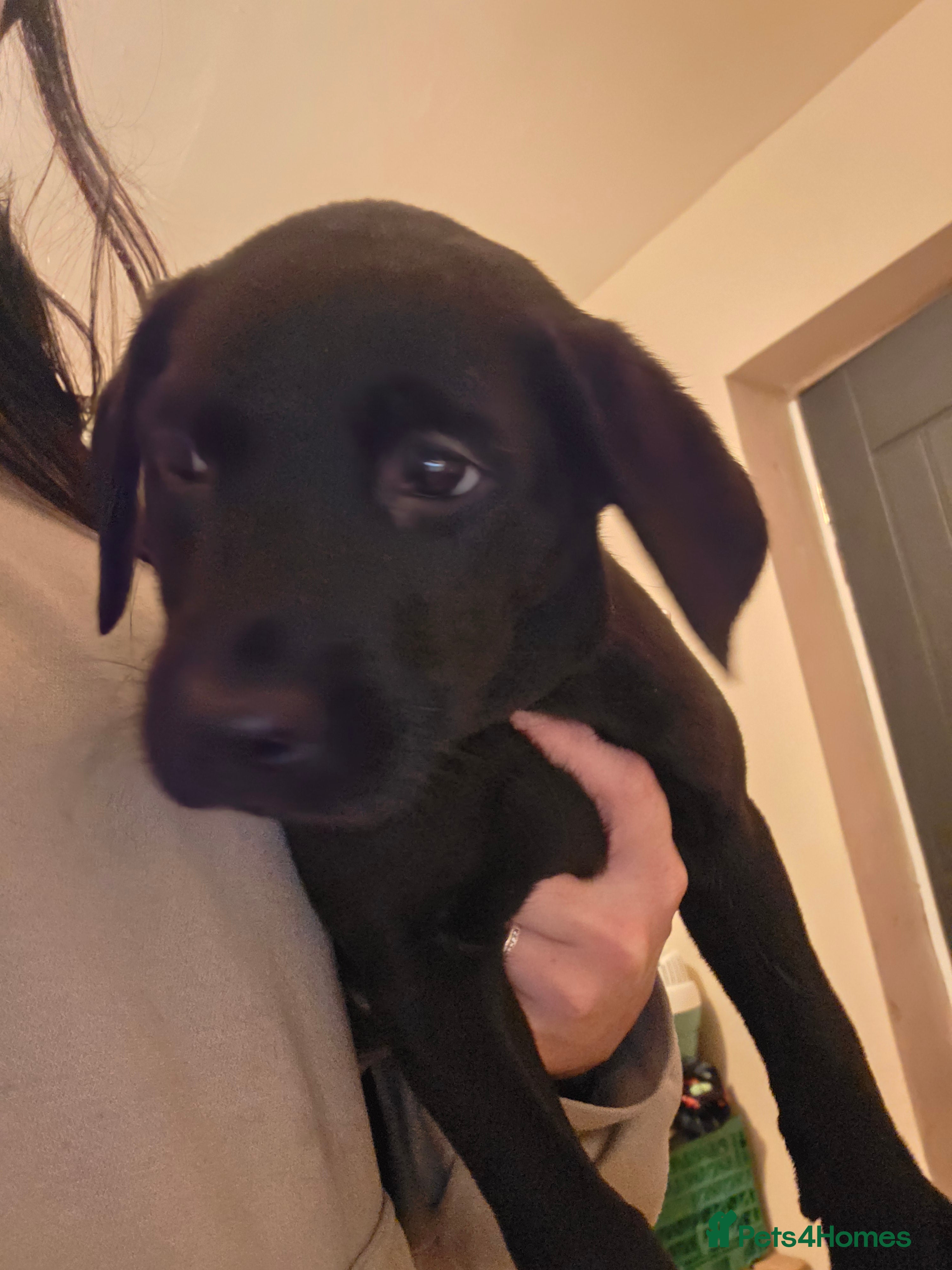 Labrador Retriever dogs 1 BLACK GORGEOUS GIRL LEFT - KC REG LABRADORS - Advert 15