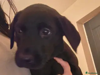 Labrador Retriever dogs 1 BLACK GORGEOUS GIRL LEFT - KC REG LABRADORS - Advert 15