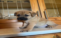Mixed Breed dogs for sale: Chow chow x American bull dog  - Image 20
