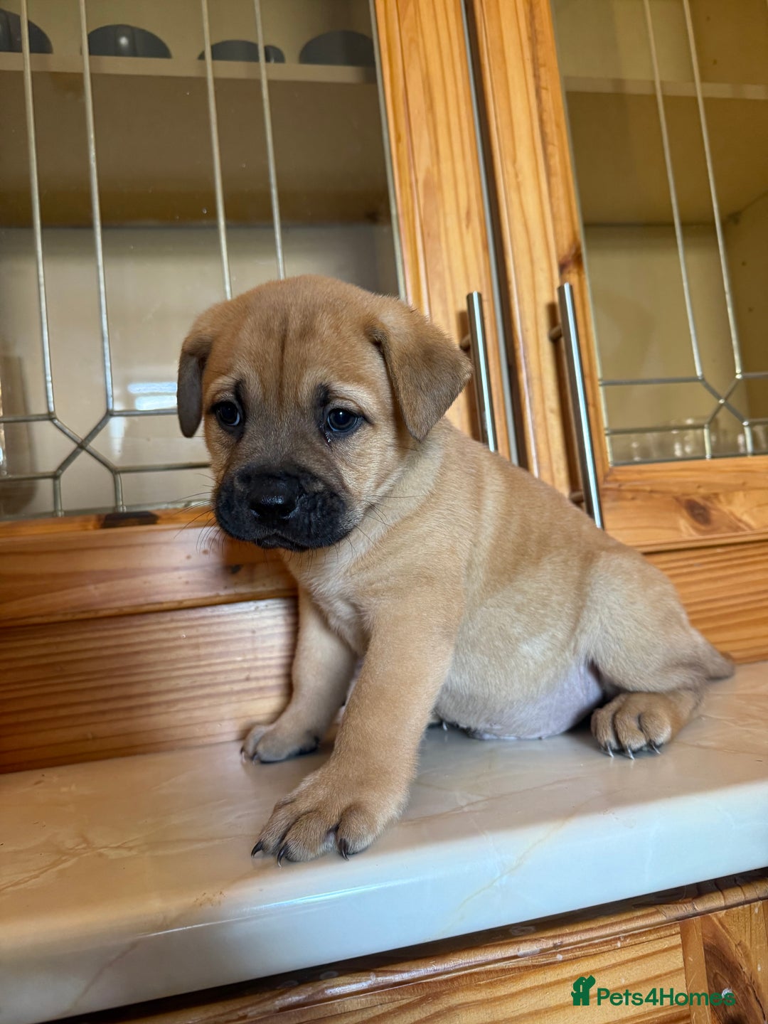 Mixed Breed dogs for sale: Chow chow x American bull dog  - Image 20