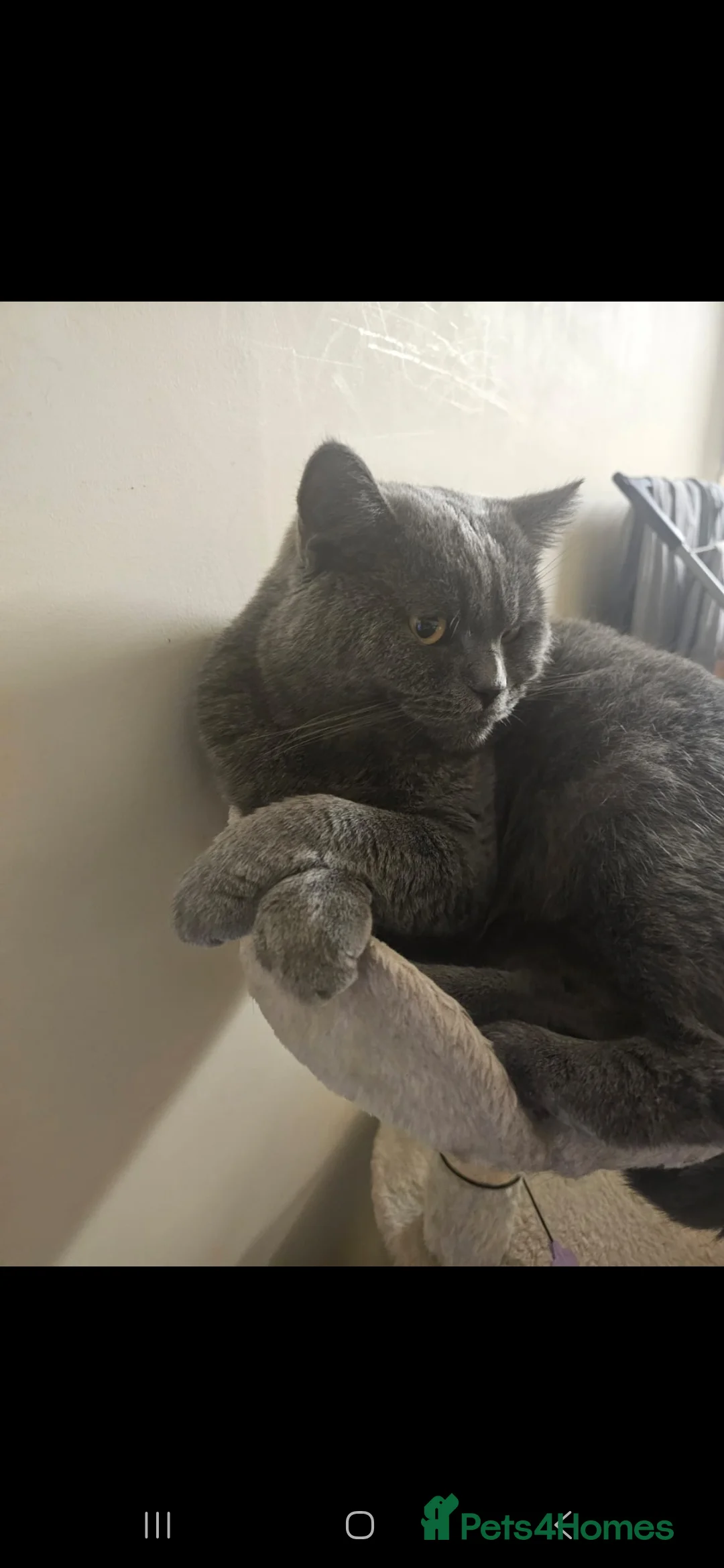 British Shorthair cats for stud: Stud Pedigree Actice Available, Friendly Gentle - Advert 15