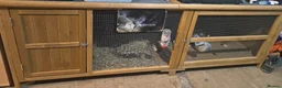 Mixed Breed rabbits for sale: Rabbit called bugzy  - Advert 3