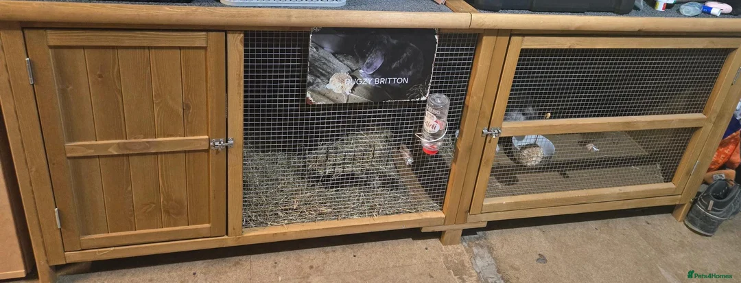Mixed Breed rabbits for sale: Rabbit called bugzy  - Advert 3