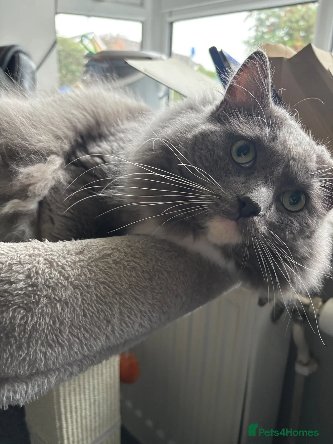 Ragdoll cats for sale: Ragdoll x dsh - 17 months old  - Advert 1