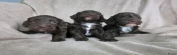 Cockapoo dogs for sale: F1 Chocolate Cockapoos. DNA Health Tested - Advert 19
