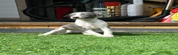 Whippet dogs for sale: Whipets Puppies - Advert 7