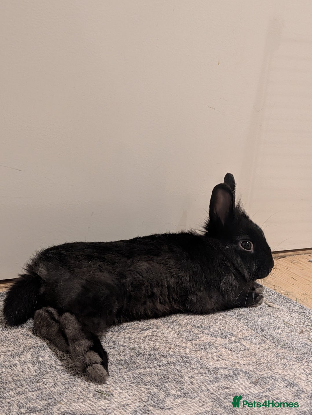 Lionhead rabbits for sale: Little all black lion-head rabbit - Advert 2