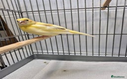 Canaries birds for sale: Mosaic canaries available  - Image 3