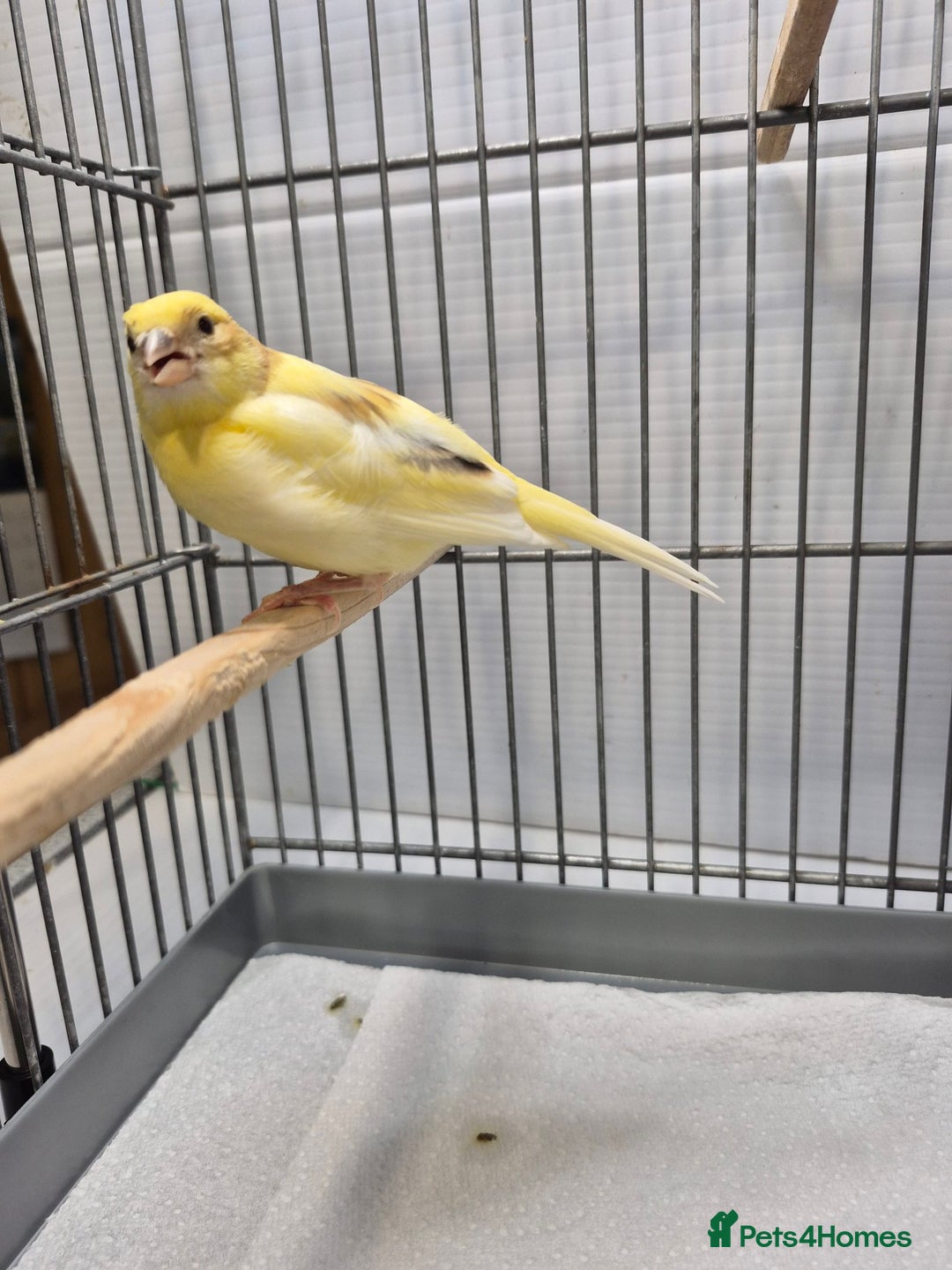 Canaries birds for sale: Mosaic canaries available  - Image 3