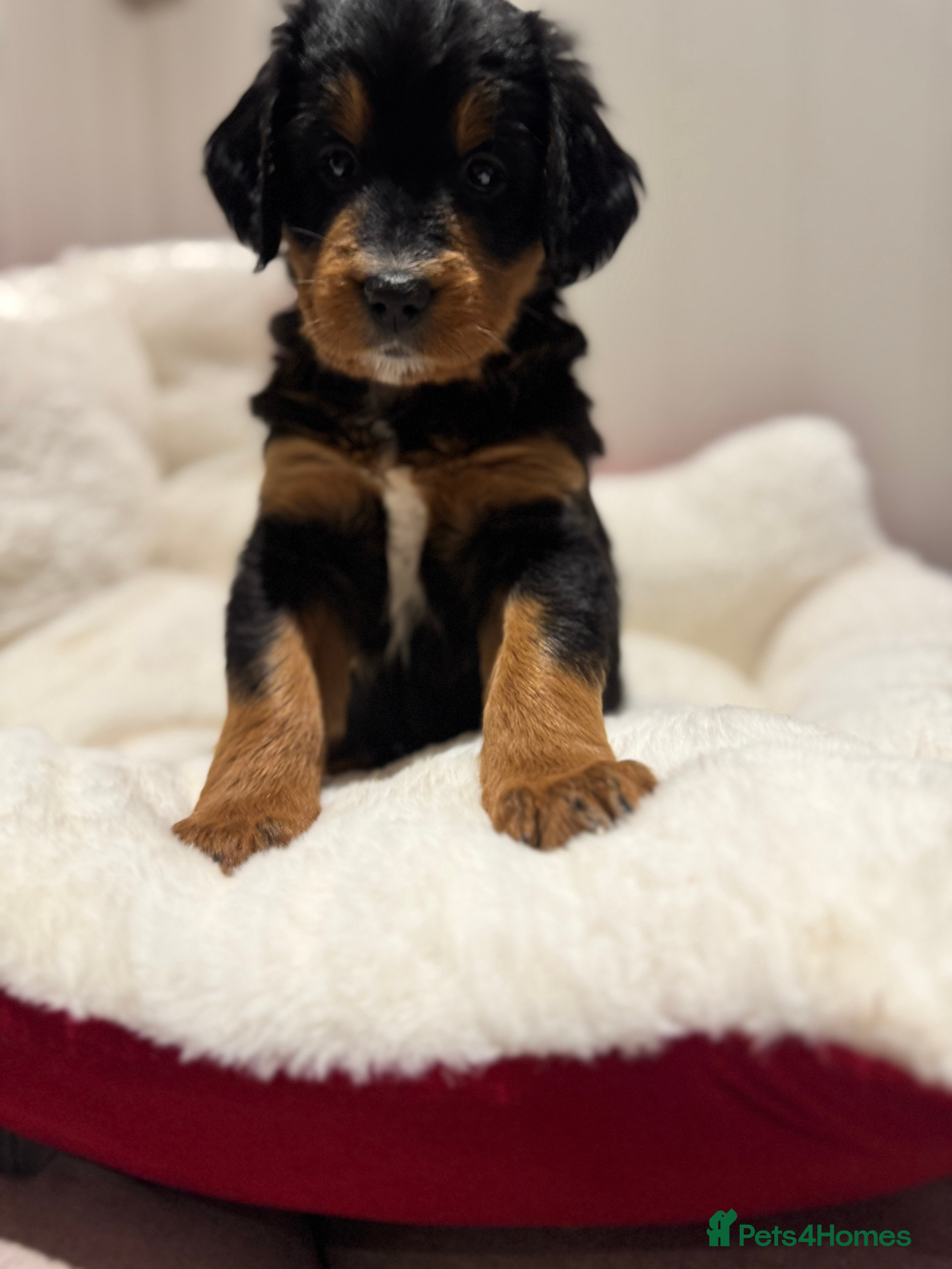 Mixed Breed dogs Golden Bernedoodles 🐶 - Advert 14