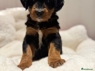 Mixed Breed dogs Golden Bernedoodles 🐶 - Advert 14