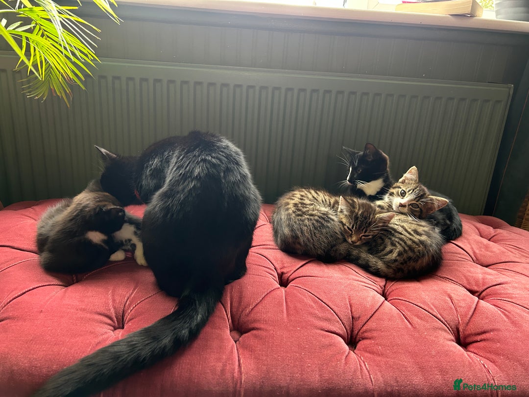 Mixed Breed cats for sale: Gorgeous, playful little kittens - Image 11