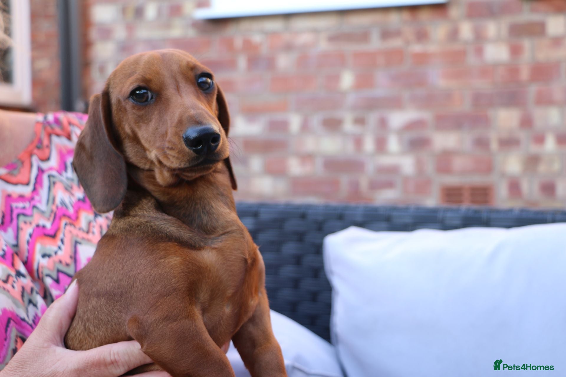 Miniature Dachshund dogs ONE PUPPY LEFT IN THE LITTER - Advert 1