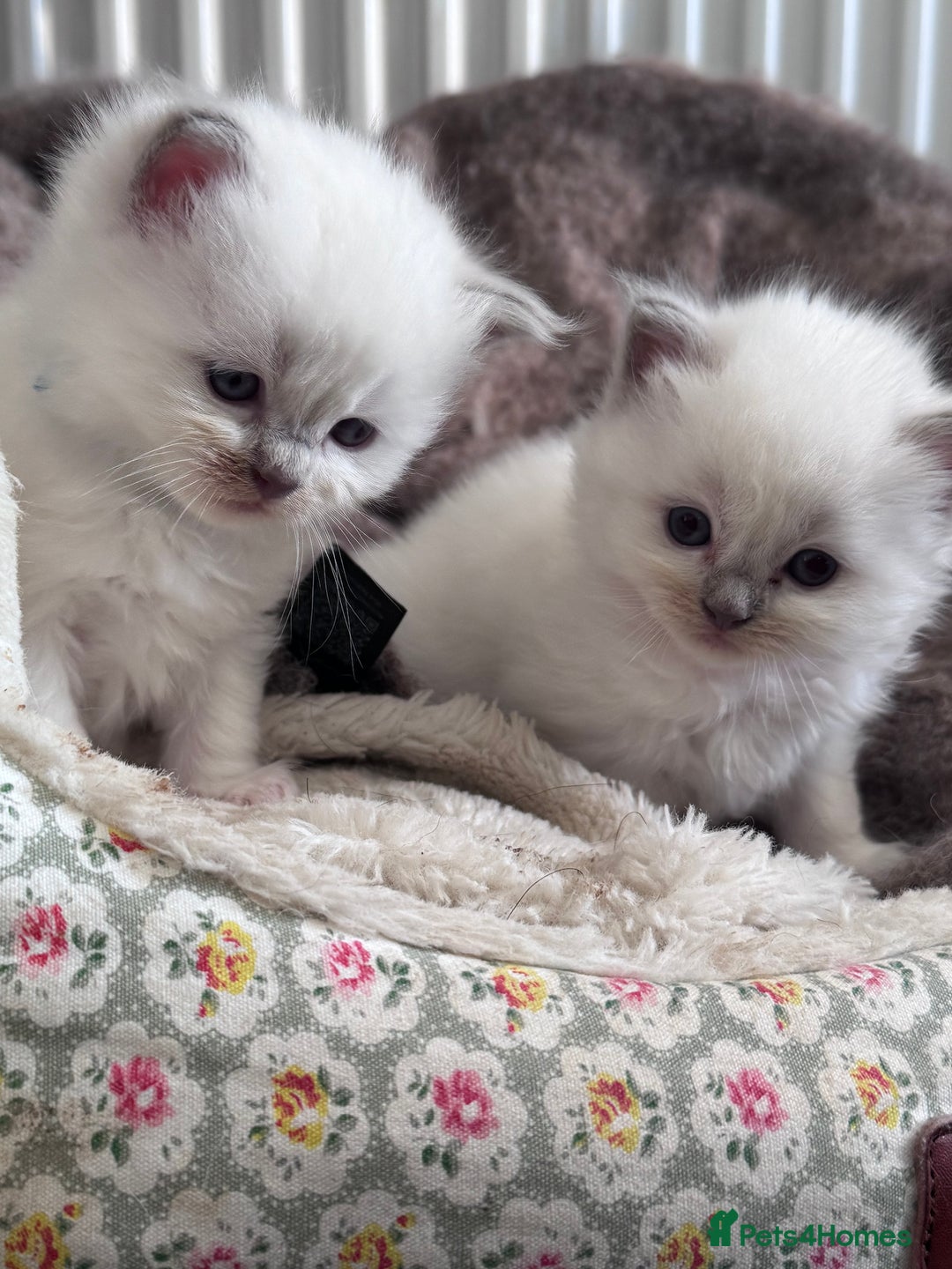 Ragdoll cats for sale: Ragdoll X British Blue beauties - Advert 5
