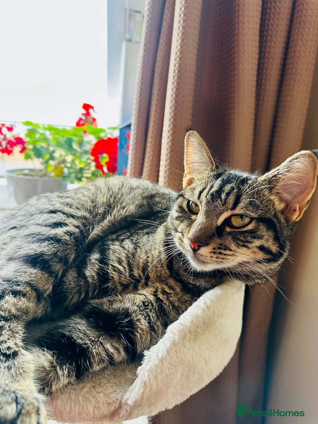 Toybob cats for sale: Beautiful & Loving 1-Year-Old Female Cat  in Uxbridge - Advert 1