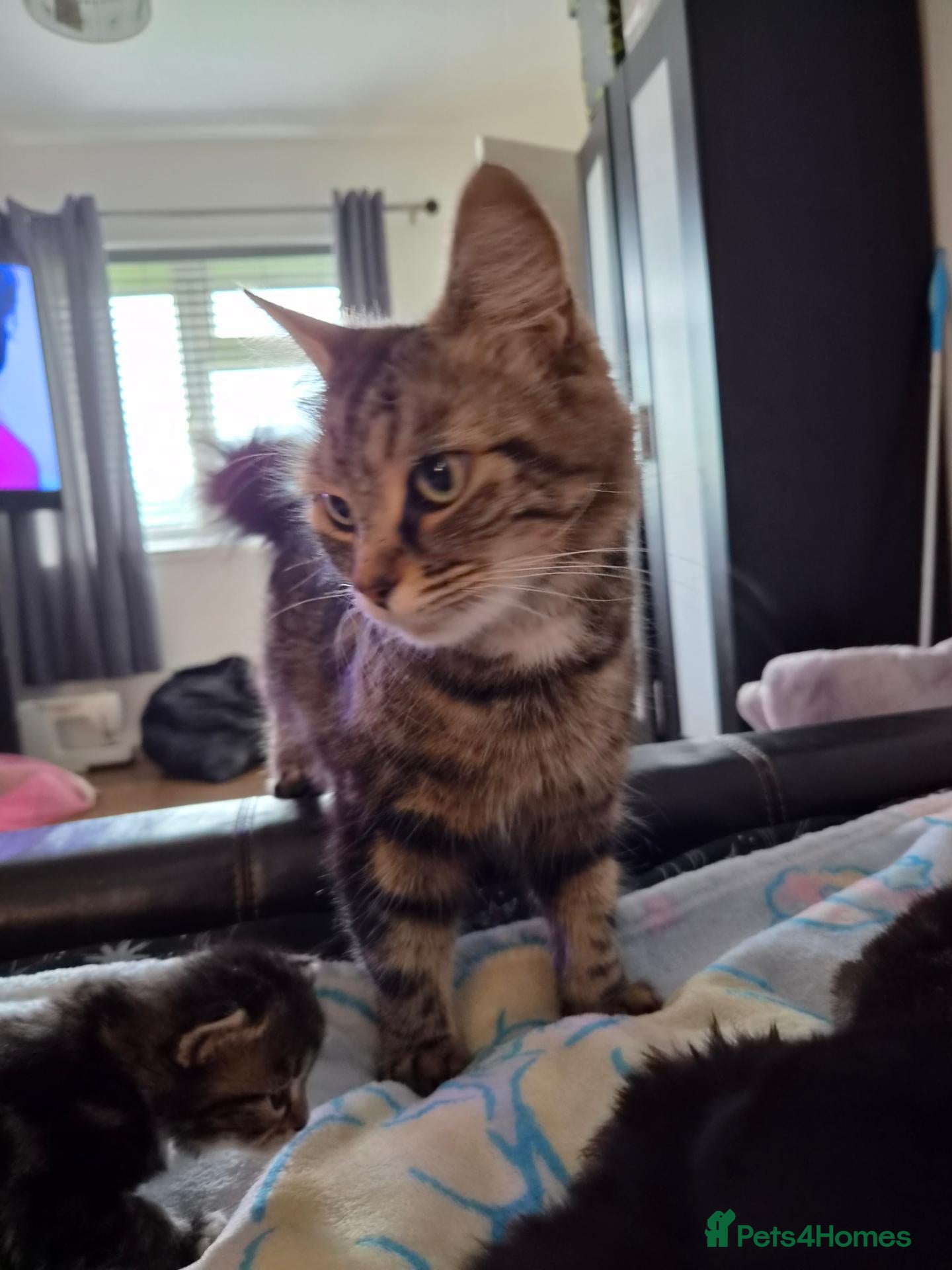 Mixed Breed cats Beautiful baby kittens  - Advert 3