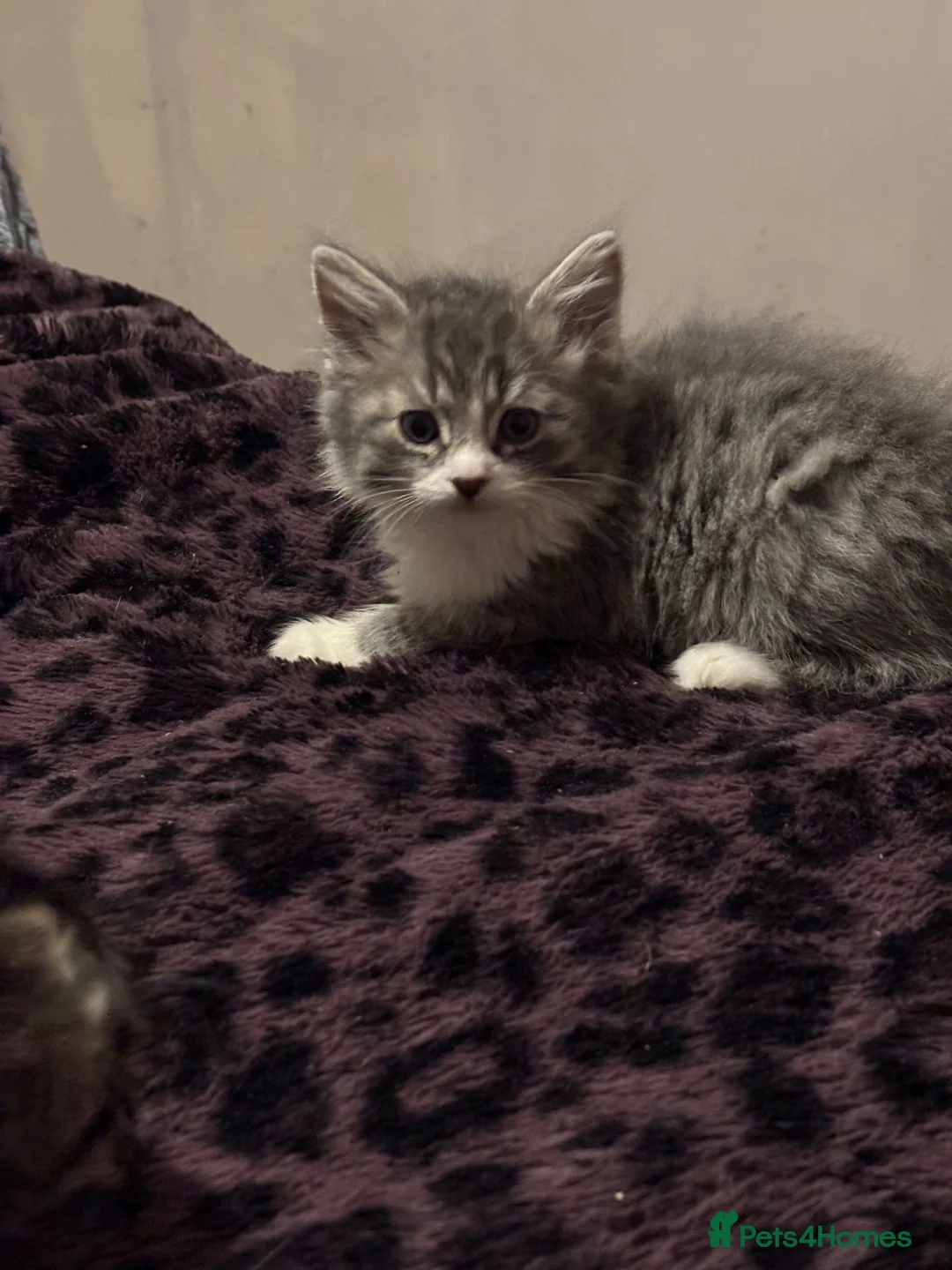 Maine Coon cats for sale: Gorgeous fluffy Maine coon xtoyger  - Advert 12