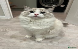 Ragdoll cats for sale: Handsome male Bi coloured  - Image 4