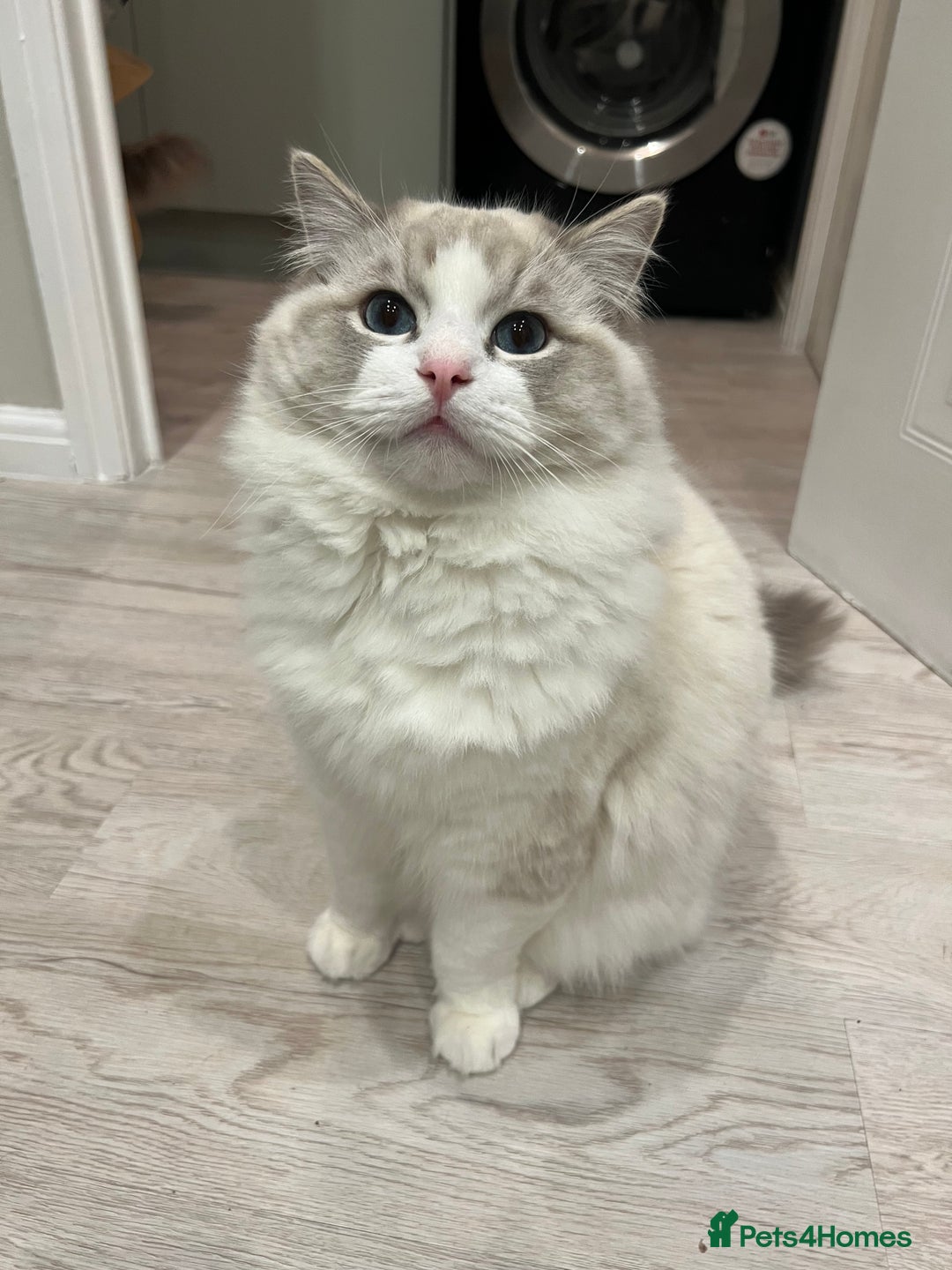 Ragdoll cats for sale: Handsome male Bi coloured  - Image 4
