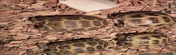 Tortoise reptiles for sale: Baby horsefield tortoise with full set up - Advert 9