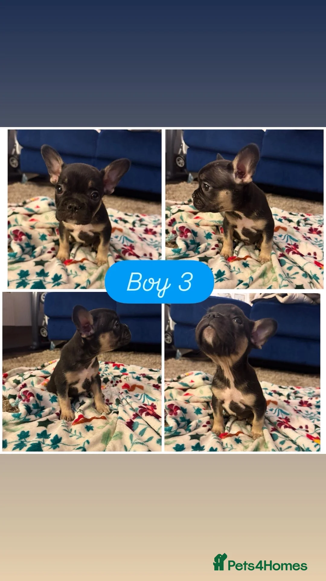 French Bulldog dogs for sale: French bull dog puppy’s for sale  - Advert 13