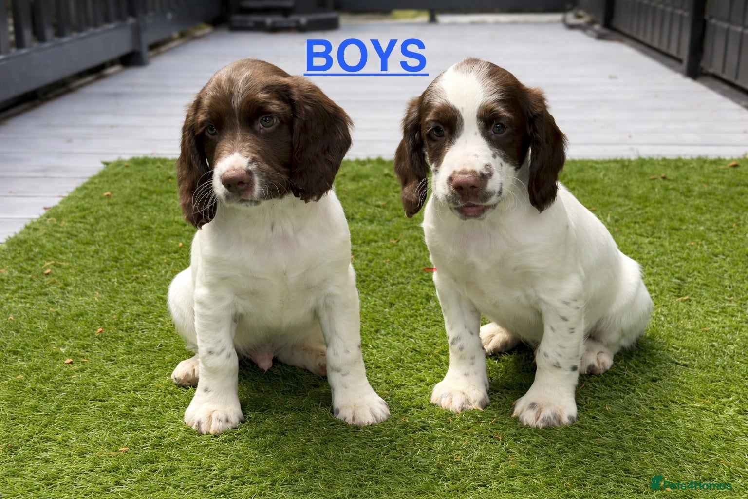 English Springer Spaniel dogs Cheeky Springer Spaniel Pups  - Advert 1