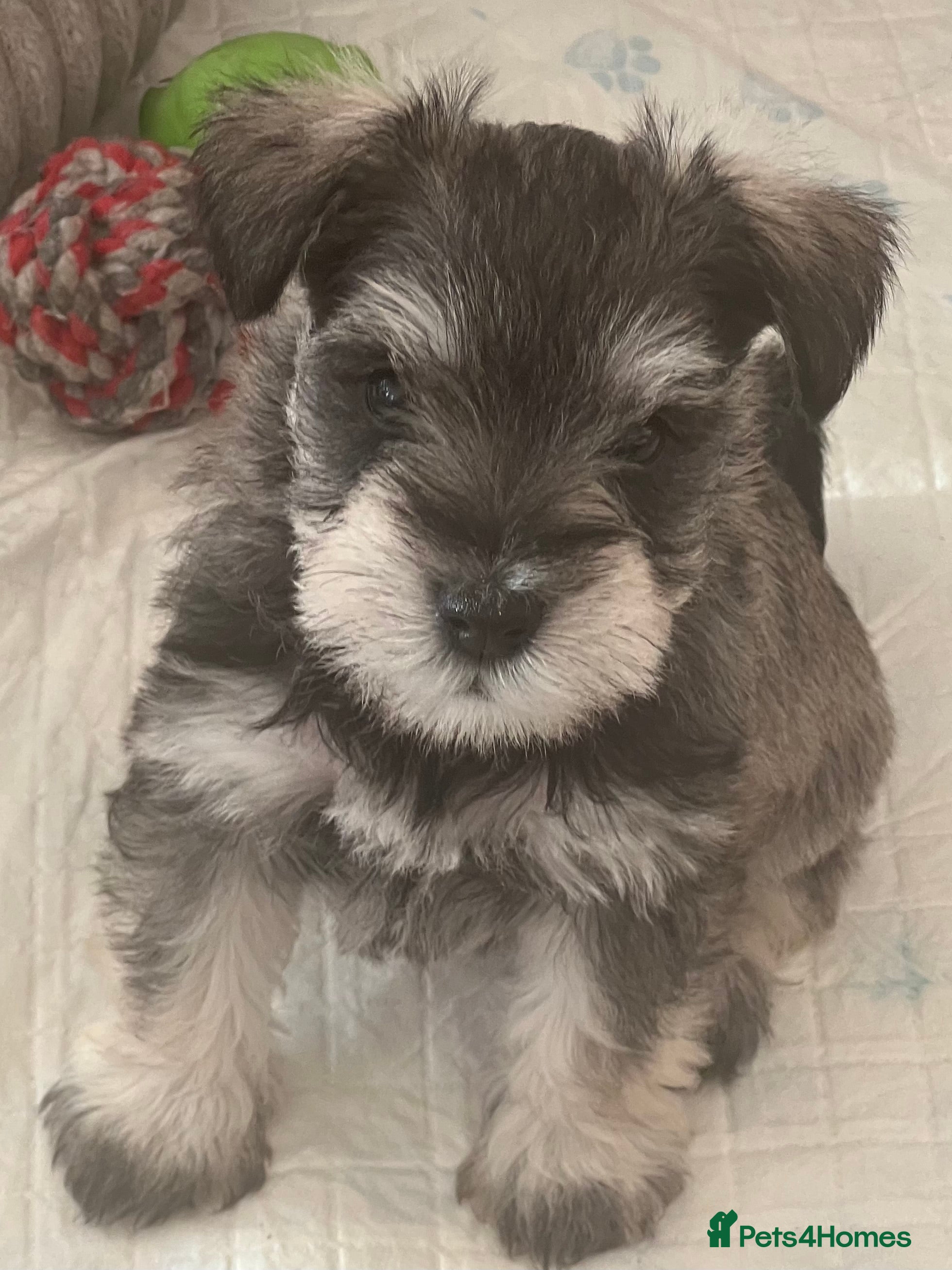 Miniature Schnauzer dogs 🤎🖤🩶Stunning Miniature Schnauzer Pups🩶🖤🤎 - Advert 10