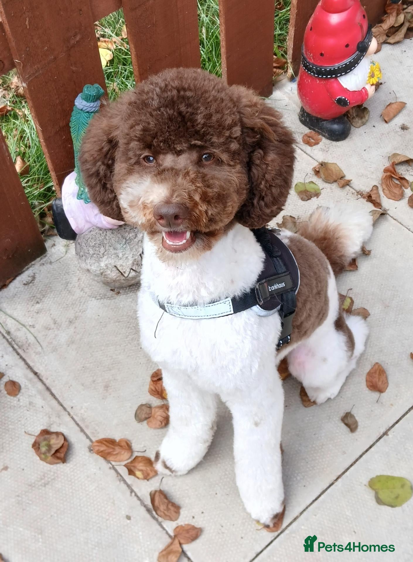 Toy Poodle dogs 🐩DNA Health Tested, Clear, Parti Toy Poodle🐩 - Advert 3