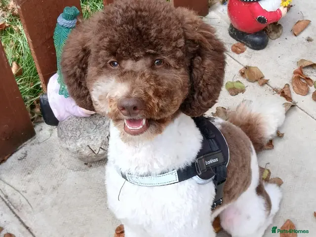 Toy Poodle dogs 🐩DNA Health Tested, Clear, Parti Toy Poodle🐩 - Advert 3