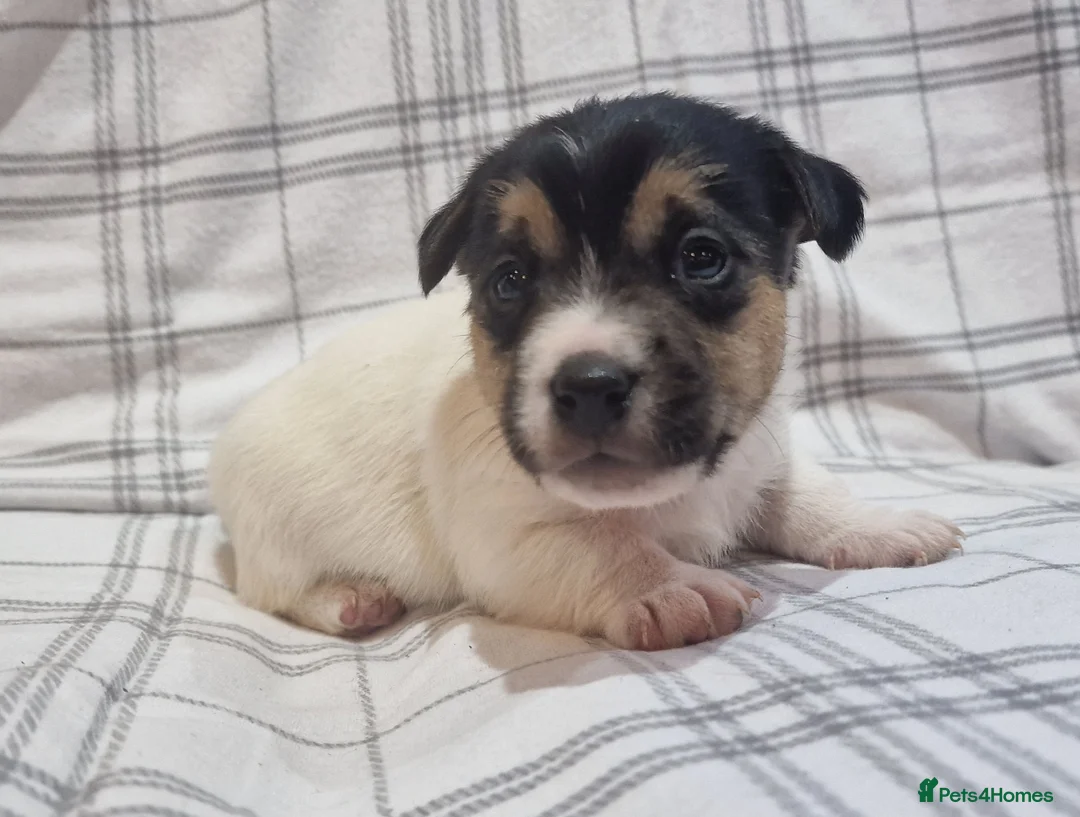 Jack Russell dogs for sale: Stunning Jack Russells, DNA health tested parents - Advert 20