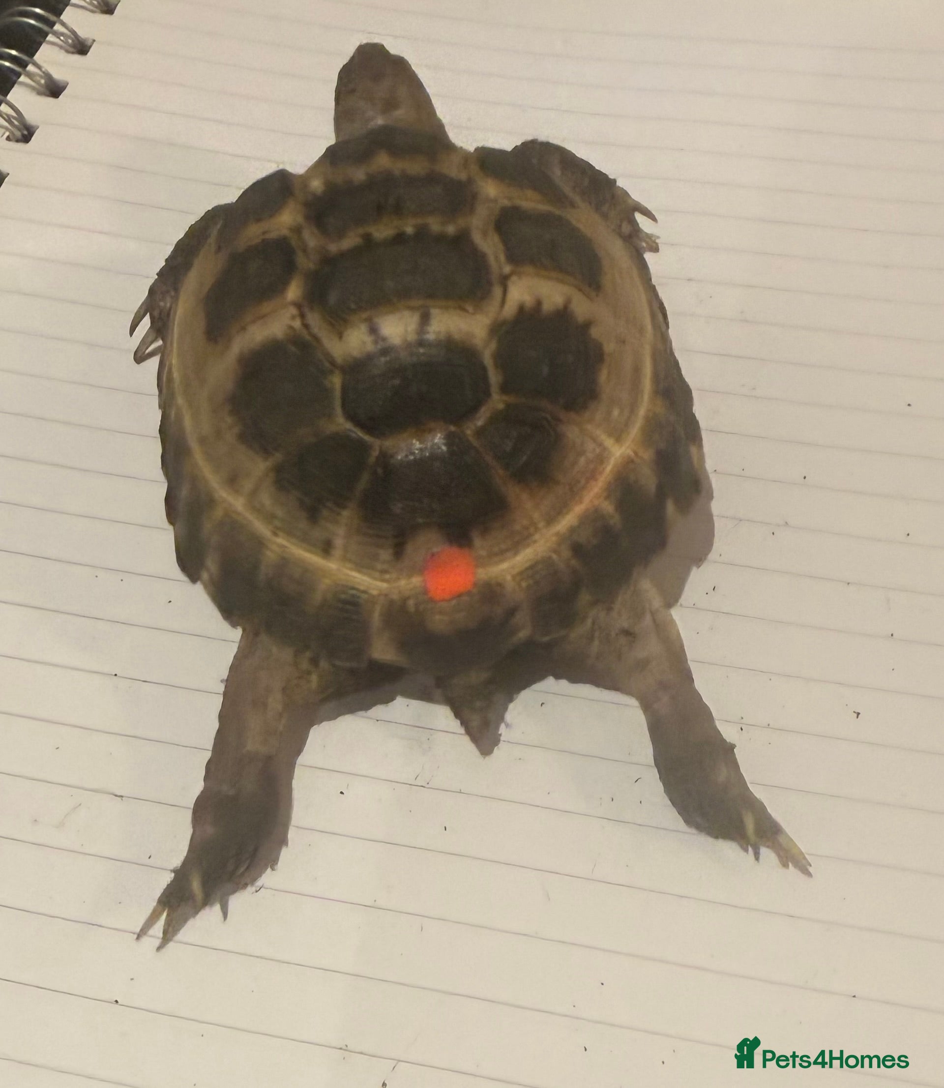 Tortoise reptiles 12 Month Old Youngling Horsfield Tortouse - Advert 2