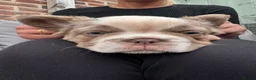 French Bulldog dogs for sale: *Ready NOW!!** Last Female!** - Advert 6