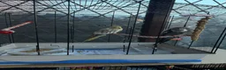 Cockatiels birds for sale: Bonded pair silly tame pearl and whiteface  - Advert 6