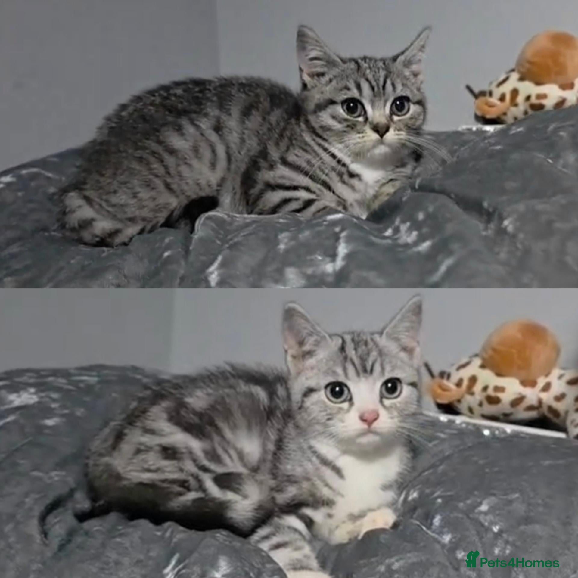 British Shorthair cats for sale: 3/4 British Short Haired Girls  - Advert 3