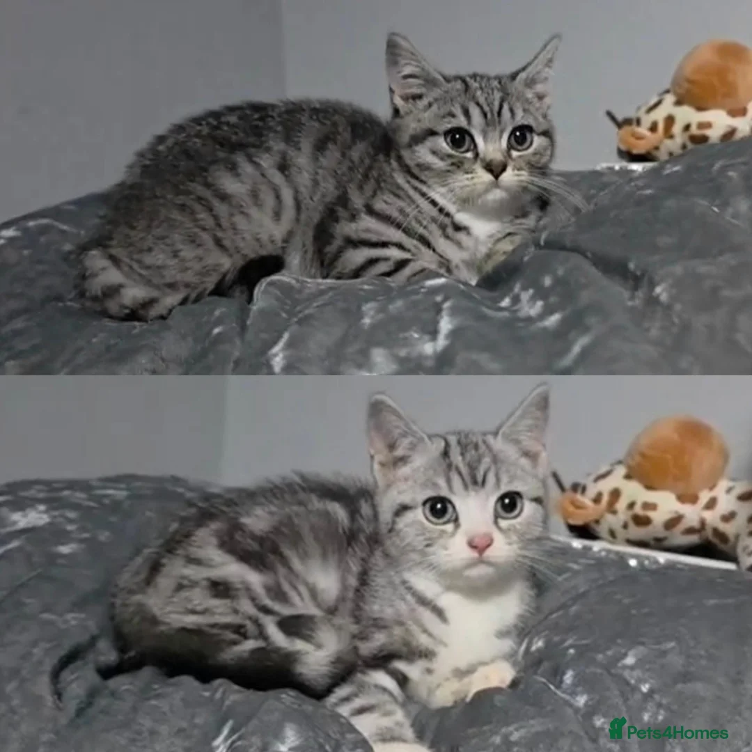 British Shorthair cats for sale: 3/4 British Short Haired Girls  - Advert 1
