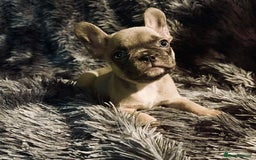 French Bulldog dogs for sale: 2 Female French bull dogs left - Image 2