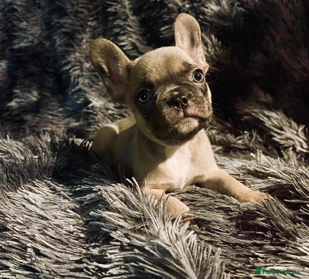 French Bulldog dogs for sale: 2 Female French bull dogs left - Image 2