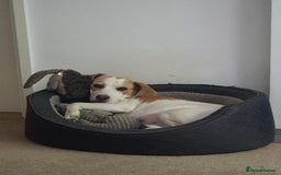 Beagle dogs for sale: Lemon Beagle - Advert 3