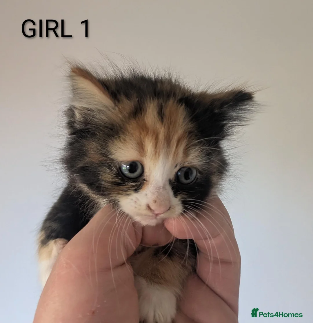 Mixed Breed cats for sale: 6 Beautiful, Happy & Healthy Kittens in Stoke-on-Trent - Advert 7