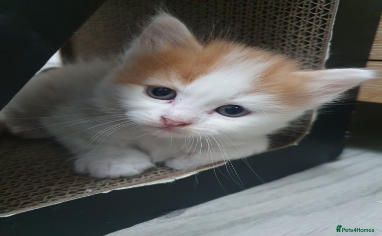 Mixed Breed cats - Advert 1
