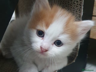 Mixed Breed cats - Advert 5