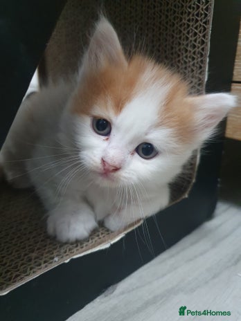 Mixed Breed cats - Advert 1