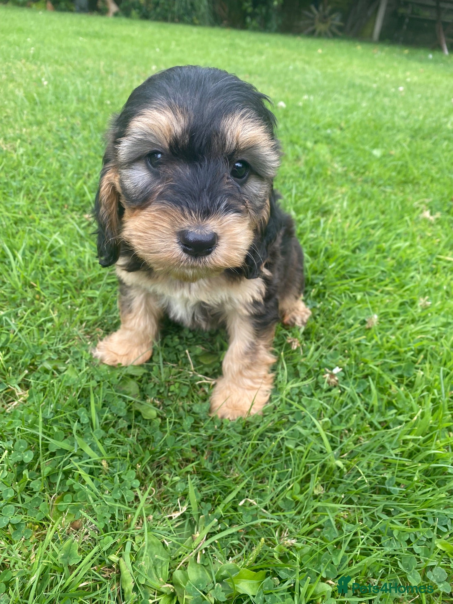 Cockapoo dogs F1 SABLE COCKAPOO BOYS.READY NOW. - Advert 14